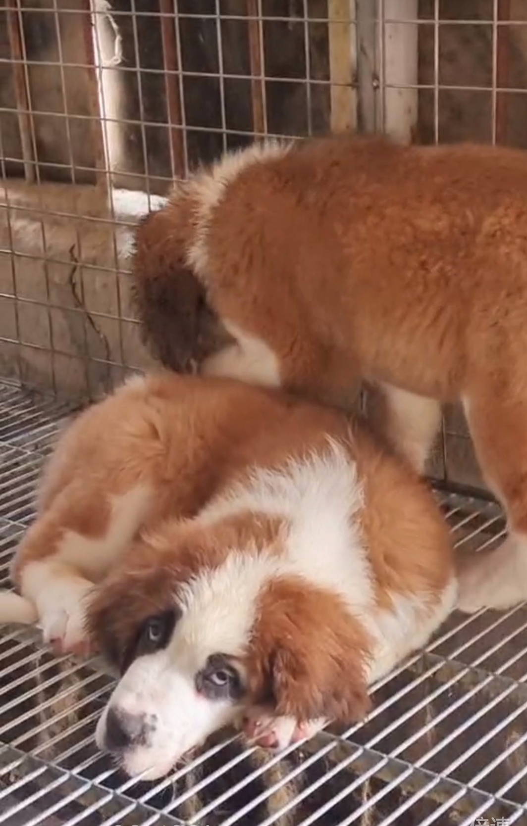 圣伯纳,瑞士名犬,属于大型犬种。性格非常温顺,粘人,带出去拉风。